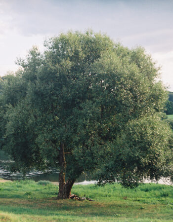 Justina Petrulionytė. Truputį paaiškinsiu