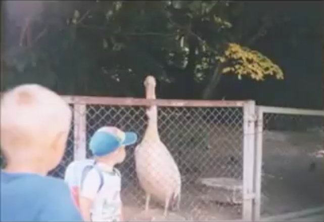Zoologijos sodas